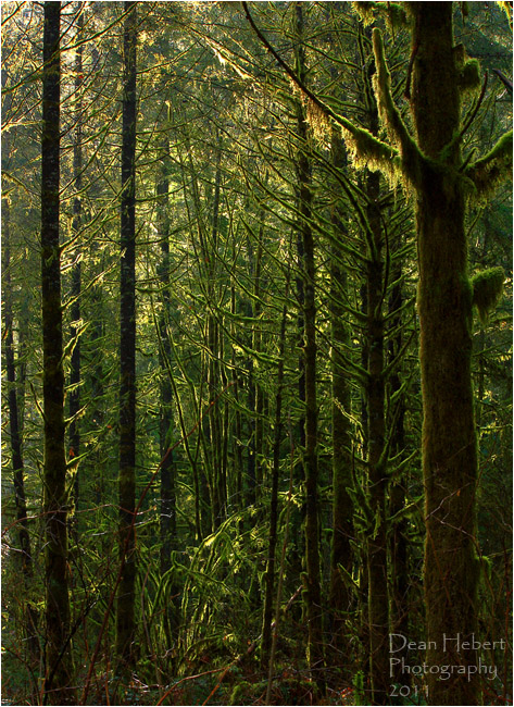 Forest and moss by Dean Hebert ©